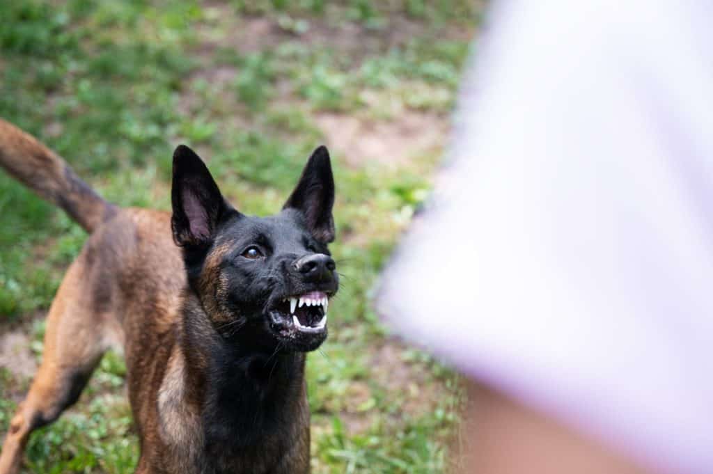 Dog Bite Liability Laws in Arkansas