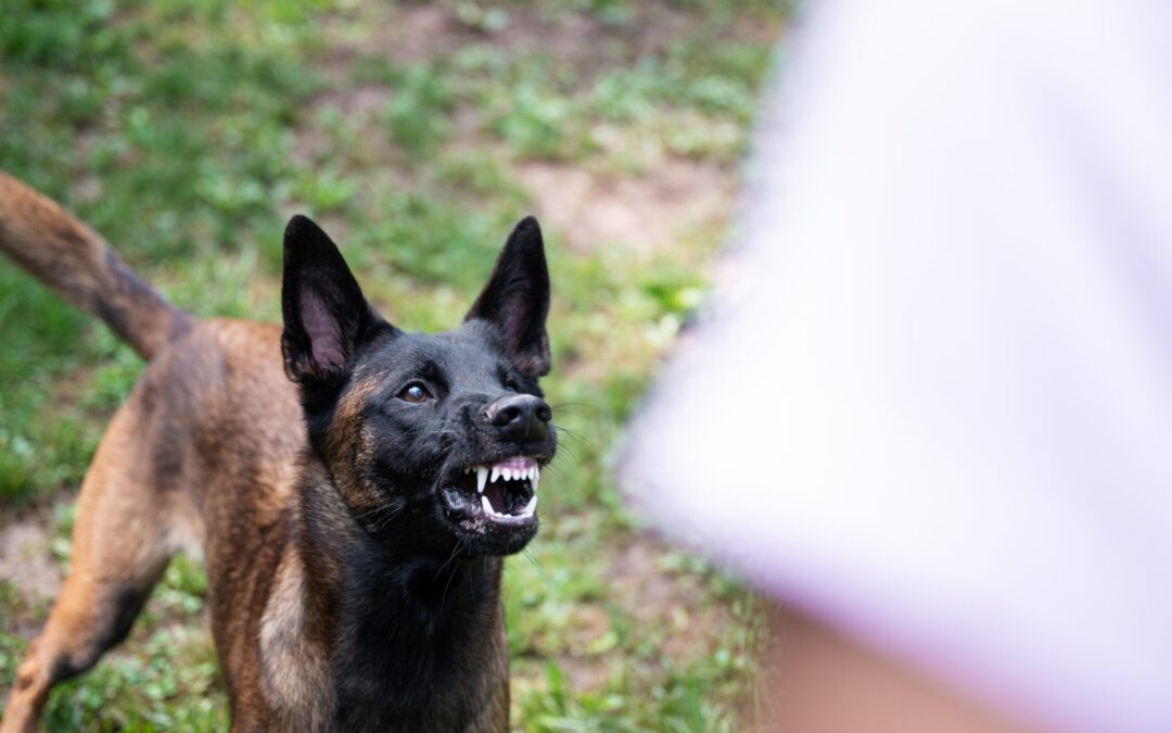 Leyes sobre responsabilidad civil por mordeduras de perro en Arkansas