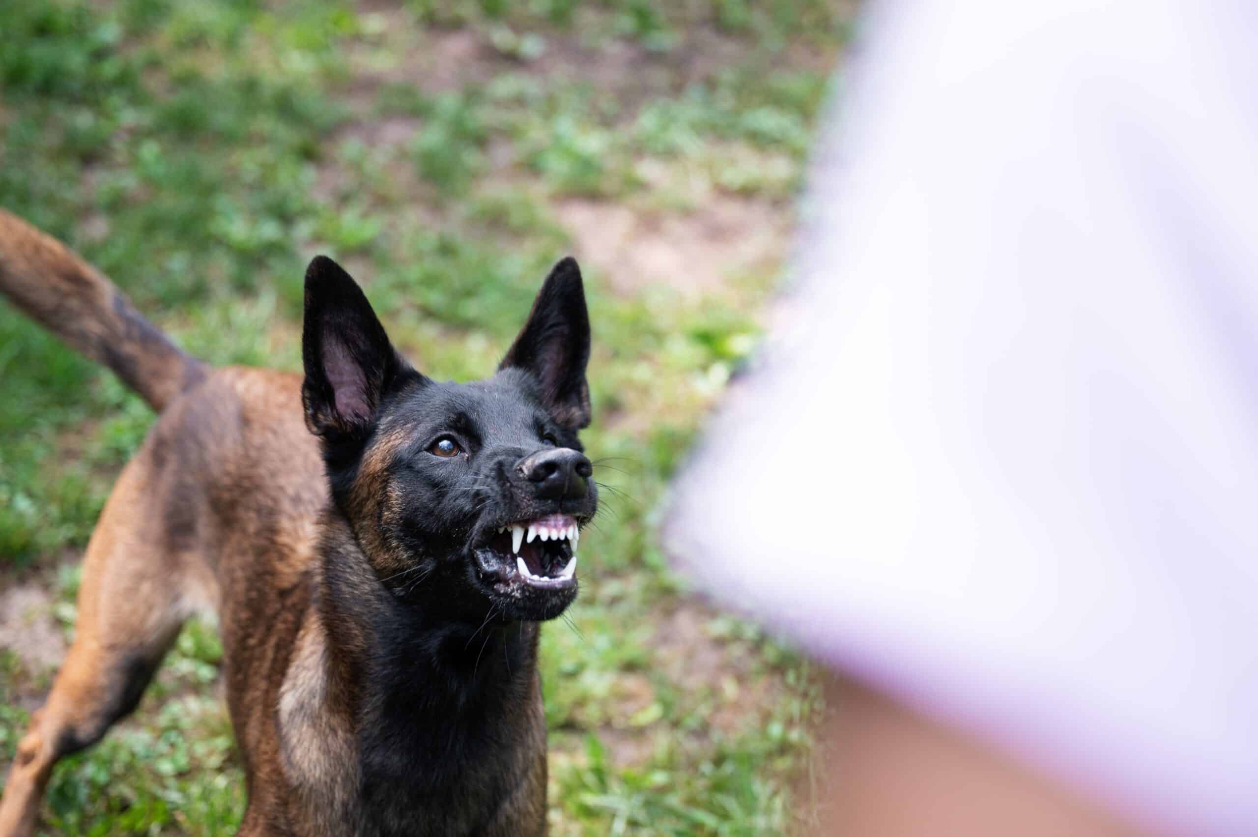 Dog Bite Liability Laws in Arkansas|Negotiating With Liable Insurance Companies|Who Is Liable for Dog Bite Damages in Arkansas